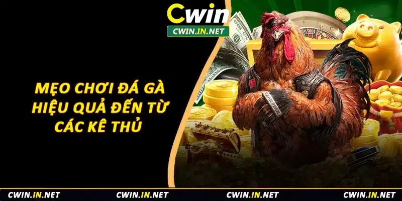 Mẹo chơi đá gà hiệu quả đến từ các kê thủ